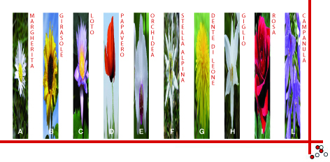 stretch_fiori_so.jpg